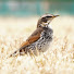 NjyxkDGNtoM-channel-avatar-バードウォッチャー佐藤  Birding in JAPAN