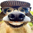 5E25Yo-P4KA-channel-avatar-el Dogo