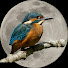 wEsJESwWTrA-channel-avatar-Astro & Nature