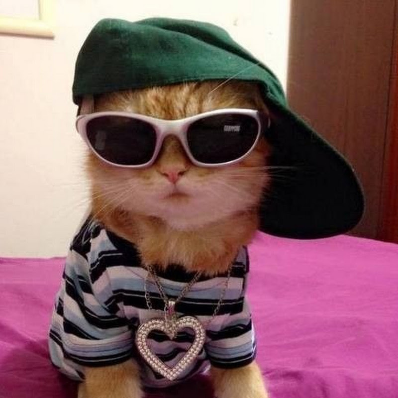 AllCatsGoToHeaven