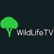 WildLifeTV