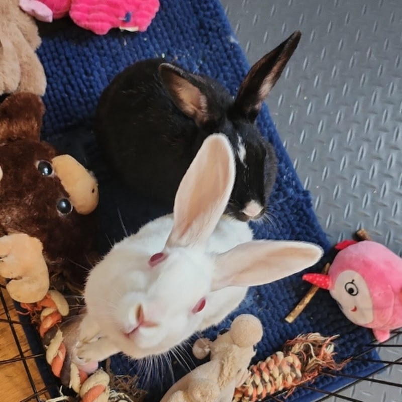 Furbunbuns