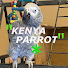 L7Vij5qaFL0-channel-avatar-Kenya The Talking Parrot 
