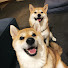 -j8Bp6glVkg-channel-avatar-こまちく家族チャンネル〜こんぶ和え〜shibainu komachiku family