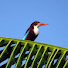 k0Q-j1VwYW4-channel-avatar-Alam Kingfisher 