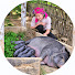 XhY77j-dIXw-channel-avatar-Diet Daily Farm