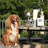 09hr7eImS_8-channel-avatar-Nithvalley Gundogs