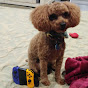 The Poodle Gamers YouTube Profile Photo
