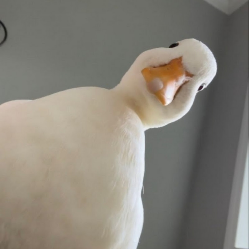 Goose_studies