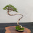 @friendBonsai