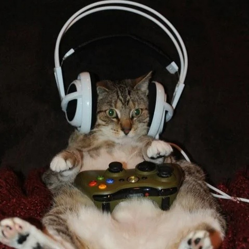 PetterTellsYou