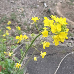 ガンばらずに闘病生活アイコン画像