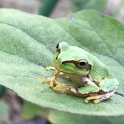 家庭菜園の新常識