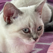 KittenWorld