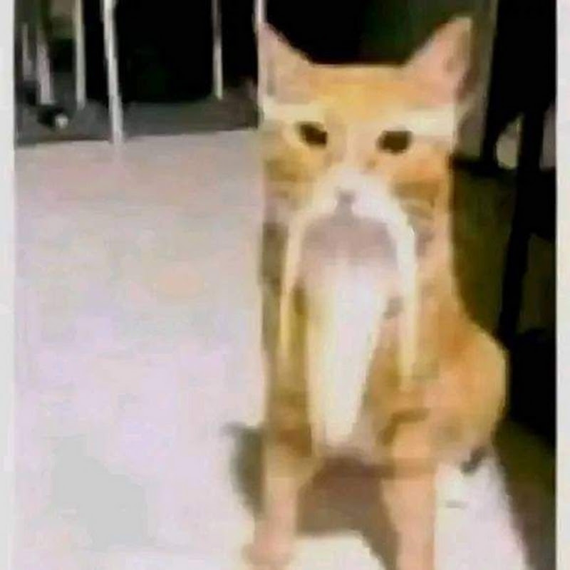 ipuCeater 