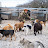 Помощь бездомным животным в Дагестане