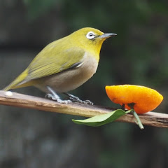 カントリーマアサ
