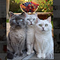 Meow Fluffy Dynasty