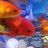 @exploregoldfish