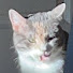 I6BmakfJCBc-channel-avatar-WillyT