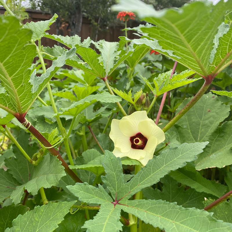 Beginners Garden & Healthy Cooking