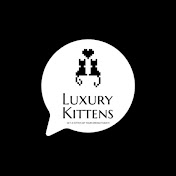 Luxury Kittens Scottish Fold
