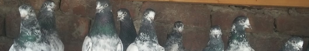 pigeons care and cure with tanveer ইউটিউব চ্যানেল অ্যাভাটার