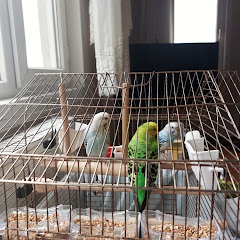 Cangul Telefoncu 