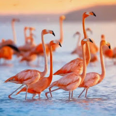 Flamingovr
