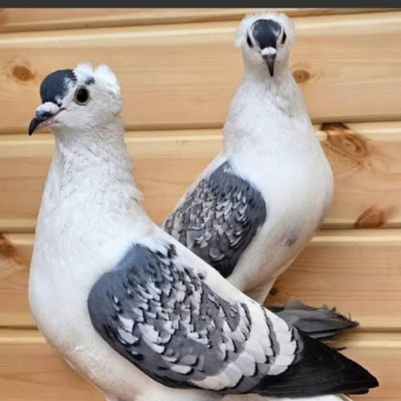 Hire VLOG ISHANT 1M — Pets & Animals YouTube creator for sponsorships