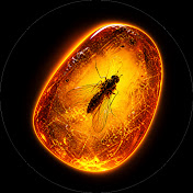 Amber Discoveries