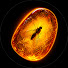 rm-dhNVS-To-channel-avatar-Amber Discoveries