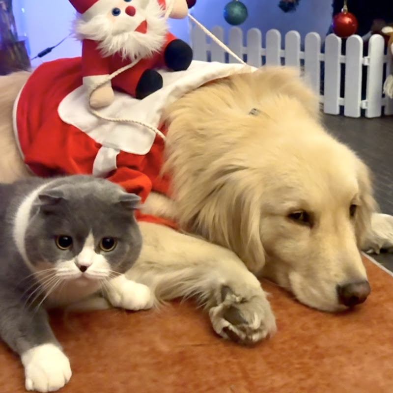 Golden Retriever Malish