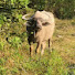 lvIVFIwkfyk-channel-avatar-Hero Buffalo