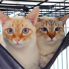 ネルちゃんとおにーちゃん