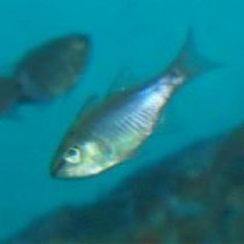 何気なしチャンネル