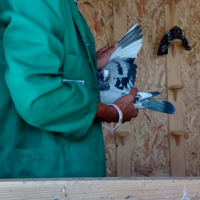 قناة ÂDAM PEIGON للحمام زاجل