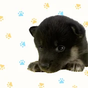 とびだせ　くま太とこまち
