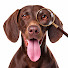 2TCySbIsz3o-channel-avatar-The Dog Observer