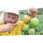 plantação de tomate em campo aberto Vida no campo