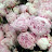 @peony1010