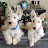 Molly McDougall Scottish Terrier Puppy Experience