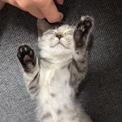 マンチのキク