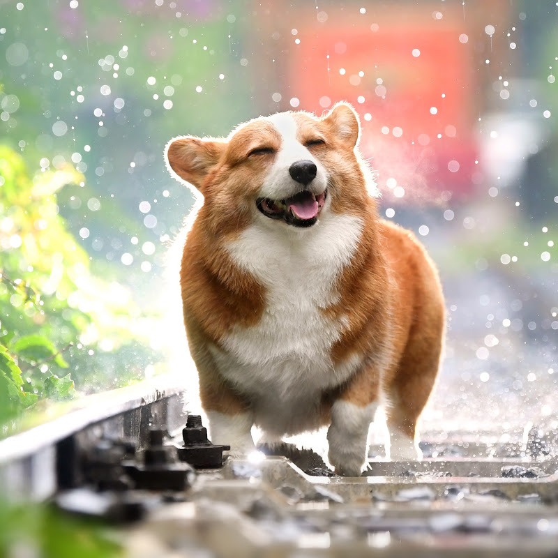 Cute Pets & Animals profile avatar