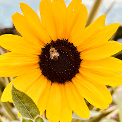 きいろ*タロット