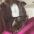 Wb4zeeQMU4Y-channel-avatar-Misslittlepup