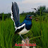 vM9gltsAIOo-channel-avatar-Asian Birds26