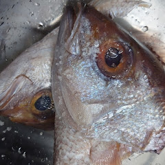 モホロビチッチ不連続面