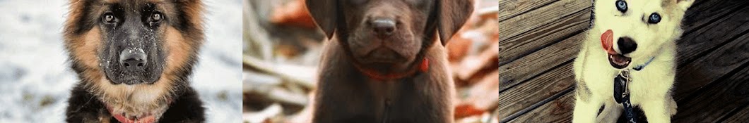 I Love Dogs Avatar del canal de YouTube