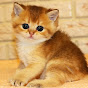 Teddy Kitten - Rescue Center logo